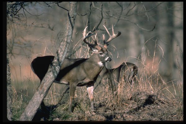 317032 Big Buck A4 Photo Print