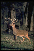 317033 Huge Buck A4 Photo Print