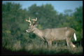 317034 Huge Buck A4 Photo Print