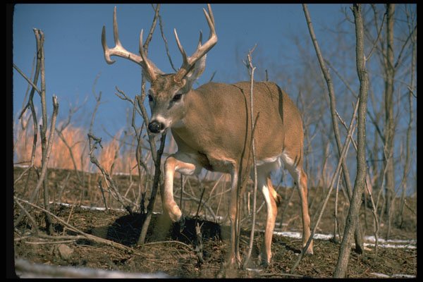 317035 Big Buck Foraging For Food In Snowy Winter Woods A4 Photo Print