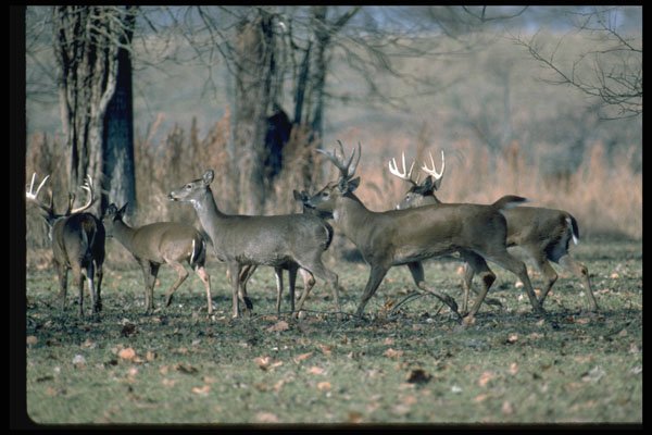 317036 Herd Of White Tail Deer A4 Photo Print
