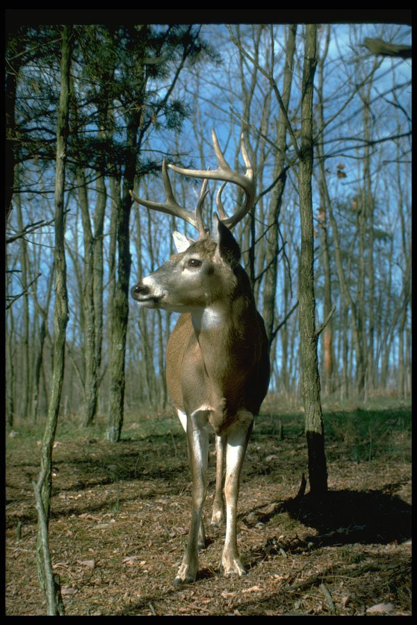 317037 White Tail Deer A4 Photo Print