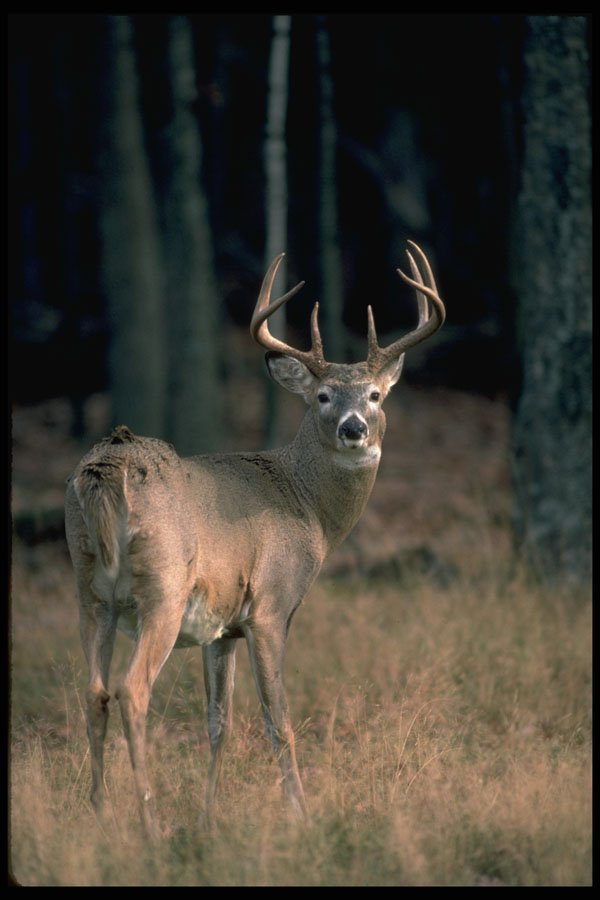 317038 Big Buck A4 Photo Print