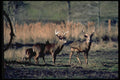 317039 Two Big Bucks And A Doe A4 Photo Print