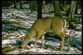 317041 White Tail Deer A4 Photo Print
