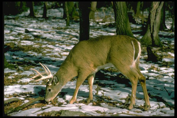 317041 White Tail Deer A4 Photo Print
