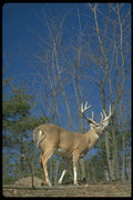 317042 White Tail Deer A4 Photo Print