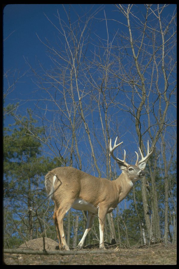 317042 White Tail Deer A4 Photo Print