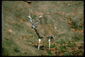 317043 Buck A4 Photo Print