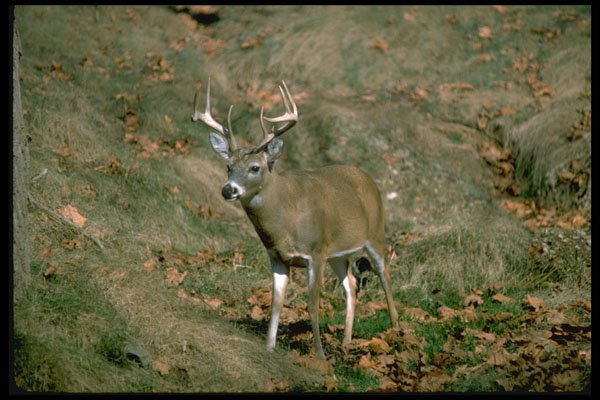 317043 Buck A4 Photo Print
