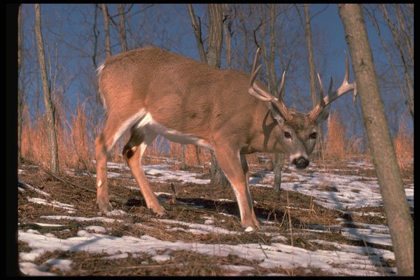 317044 White Tail Deer A4 Photo Print