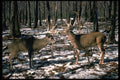 317045 Two Bucks Getting Ready To Fight A4 Photo Print