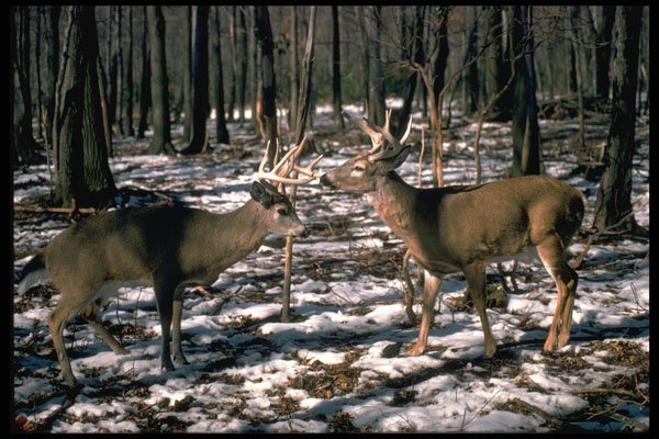 317045 Two Bucks Getting Ready To Fight A4 Photo Print
