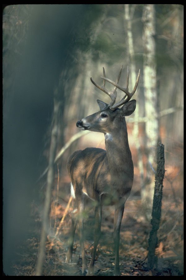 317046 Buck A4 Photo Print