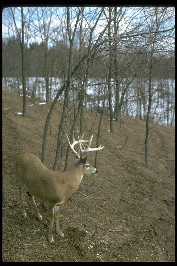 317047 Very Large Buck A4 Photo Print