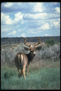 317048 White Tail Deer A4 Photo Print