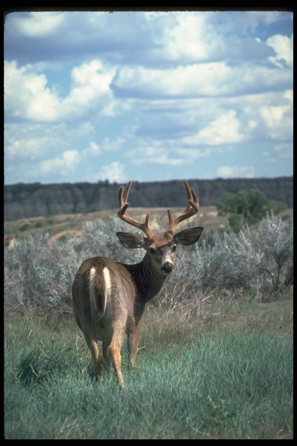 317048 White Tail Deer A4 Photo Print