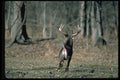 317049 Huge Buck Running A4 Photo Print