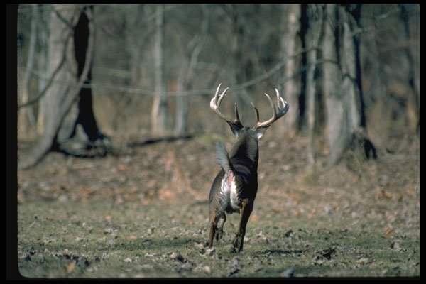 317049 Huge Buck Running A4 Photo Print