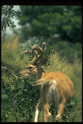 317050 White Tail Deer A4 Photo Print