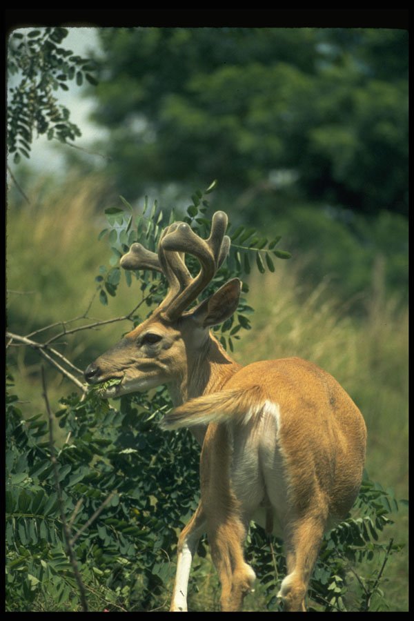 317050 White Tail Deer A4 Photo Print