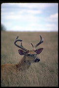 317051 Alert Buck A4 Photo Print