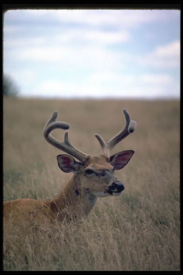 317051 Alert Buck A4 Photo Print