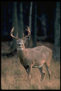 317052 Big Buck A4 Photo Print