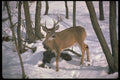 317053 Huge Buck A4 Photo Print