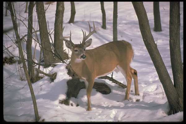 317053 Huge Buck A4 Photo Print