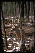 317054 Big Buck A4 Photo Print