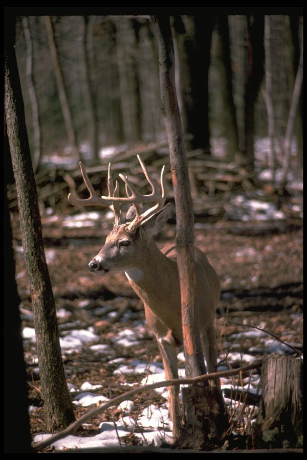 317054 Big Buck A4 Photo Print