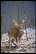 317055 White Tail Buck A4 Photo Print