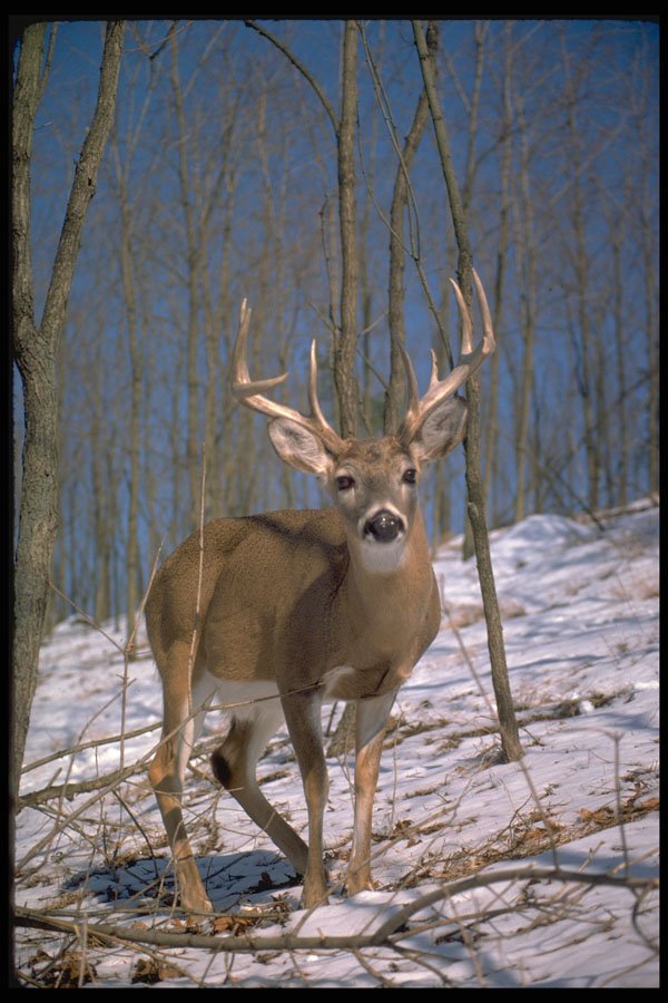 317055 White Tail Buck A4 Photo Print