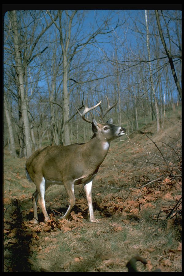 317056 Big Buck A4 Photo Print