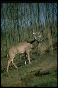 317057 Trophy Buck A4 Photo Print