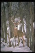 317058 Large Buck A4 Photo Print