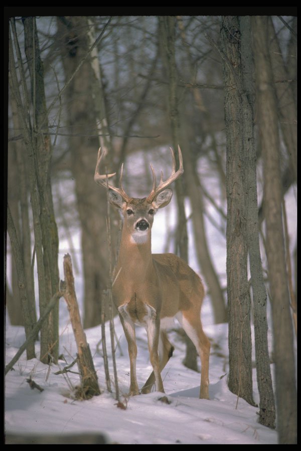 317058 Large Buck A4 Photo Print