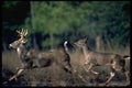 317059 Big Buck And Doe Running A4 Photo Print