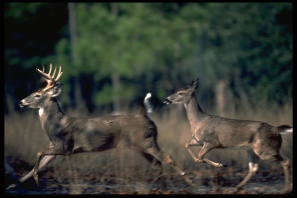 317059 Big Buck And Doe Running A4 Photo Print