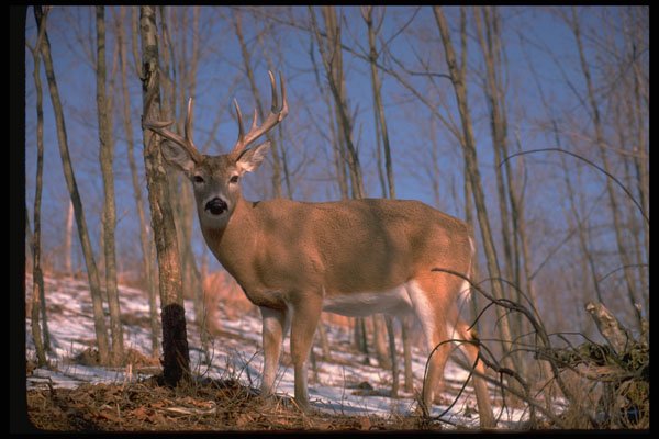 317060 White Tail Deer A4 Photo Print