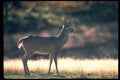 317061 White Tail Deer A4 Photo Print