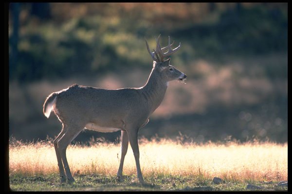 317061 White Tail Deer A4 Photo Print