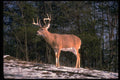 317062 Trophy Buck A4 Photo Print