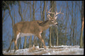 317063 Big Buck In Snowy Woods A4 Photo Print