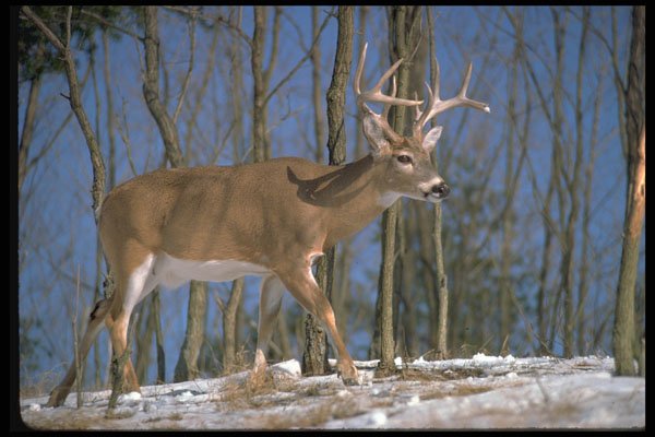 317063 Big Buck In Snowy Woods A4 Photo Print