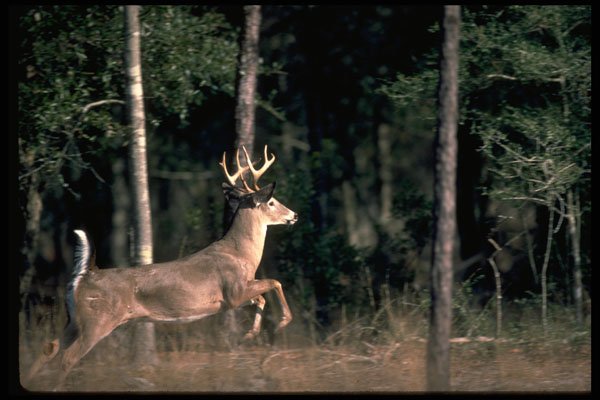 317064 Big Buck Running A4 Photo Print
