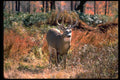 317065 White Tail Deer A4 Photo Print