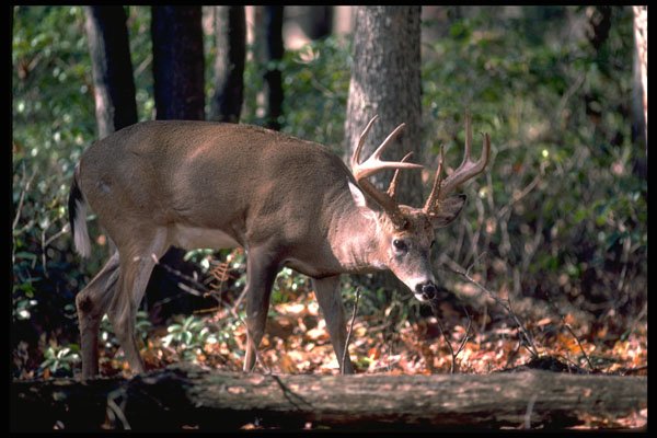 317066 Big Buck A4 Photo Print