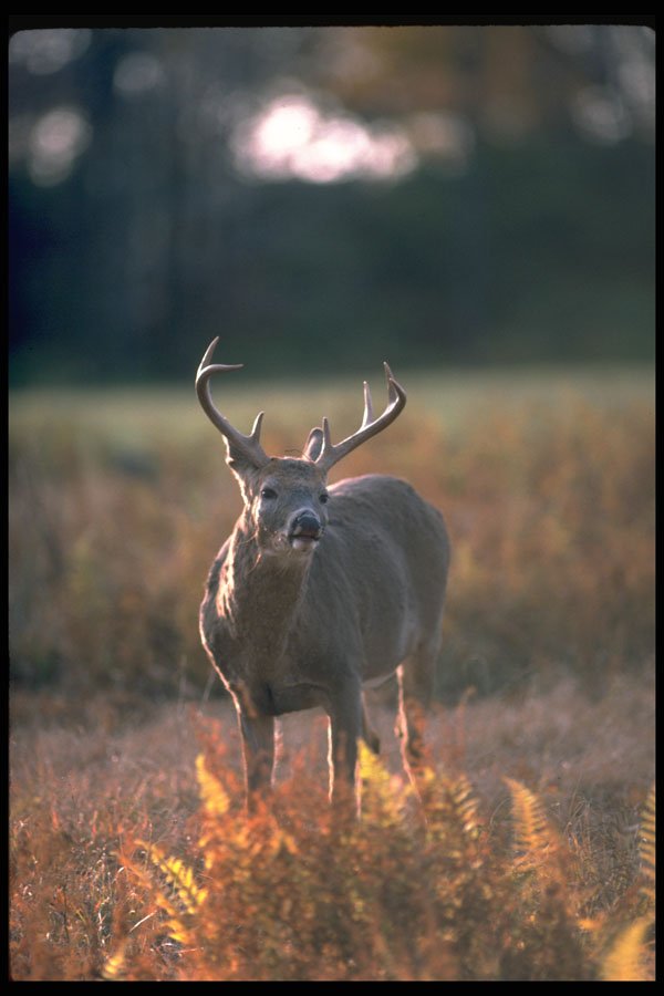 317067 Big Buck A4 Photo Print